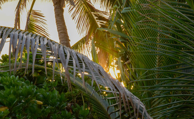 Naklejka premium Hawaii Beach Sunset with Palm Trees 