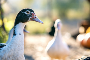 Detail of a duck head. Ducks feed on traditional rural barnyard. Close up of waterbird standing on barn yard. Free range poultry farming concept.