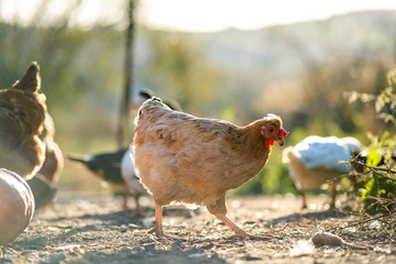Hens feed on traditional rural barnyard. Detail of a hen head. Close up of chicken standing on barn yard with chicken coop. Chickens sitting in outdoor henhouse. Free range poultry farming concept.