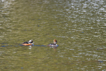 Canard sur un lac en forêt canadienne au printemps, Québec.