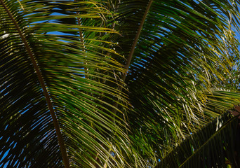 Hawaii Beaches with Palm Trees 