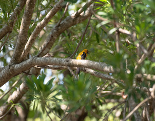 Orange Oriole