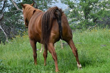 Funny picture of Horse rear  side peeing yellow urine in green pasture