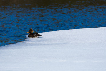 Canard sur un lac en forêt canadienne au printemps, Québec.