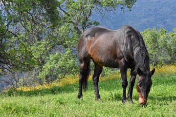 Beautiful Wild Horse grazing in meadow of grassy pasture and wildflowers 