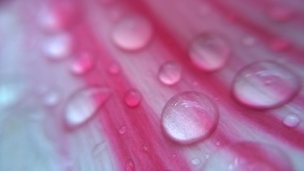 water drops on pink