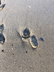 stones lie on the wet sea sand