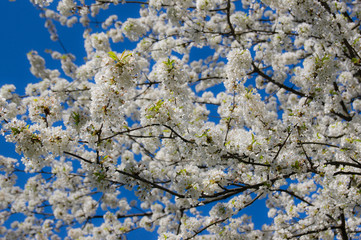 Blooming tree. White flowers cover all branches. Blue sky in the background.