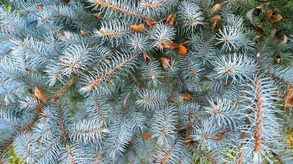 Background from branches of blue spruce. Young decorative pine tree. Ecology concept. Beautiful season landscape. Needles. Environment protection. Gre