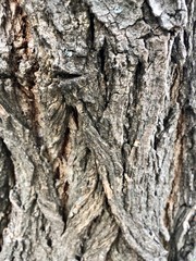 tree bark, wooden background with nature