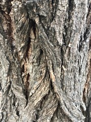 tree bark, wooden background with nature