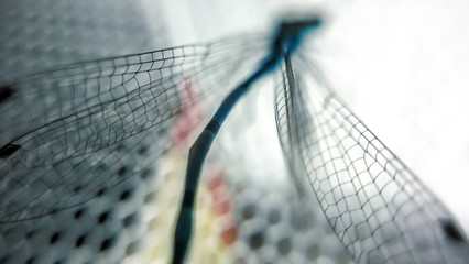 close up of dragonfly in a net