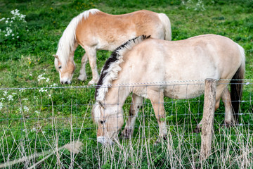 Naklejka na ściany i meble Two beige and brown horses close-up eat green grass on a fenced pasture in a nature park reserve.
