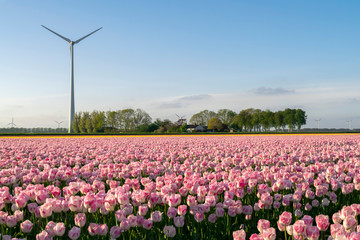 Close-up pink tulips on a floral spring field with a windmill and farm in the background.