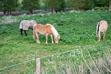 Naklejka na ściany i meble Three horses graze on a green pasture in a summer country landscape.
