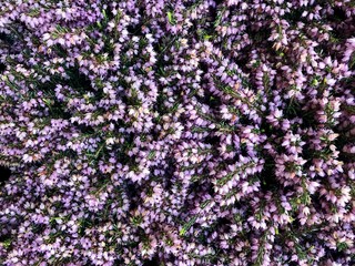 Obraz premium Erica Flower, Erica Flower Background