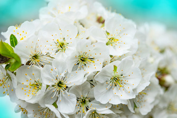 Bright spring background with flowers of fruit trees. Spring. Spring garden.