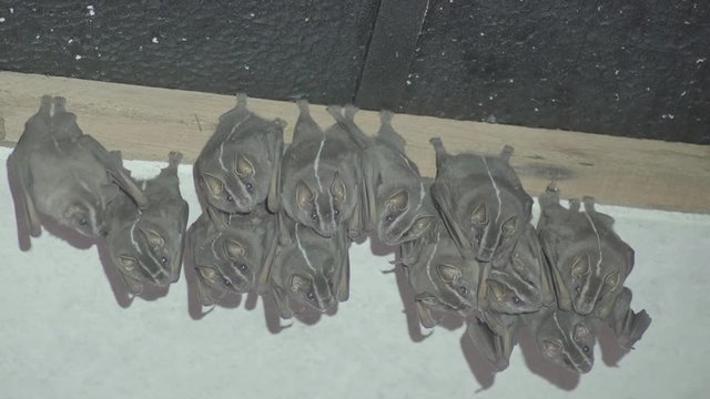 Colony of Brazilian bat, The white-lined broad-nosed bat  Platyrrhinus lineatus is a bat species from South America. 