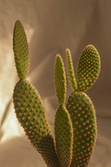 Detail of cactus in front of a neutral background with natural sunlight