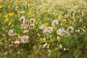field of wild flowers