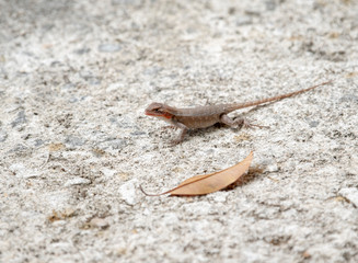 Yellow Spotted Spiny Lizard