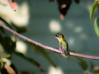 Fototapeta premium colibri