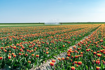 Plantation irrigation of orange and red-yellow tulips at a farmer flower field in Holland in spring.