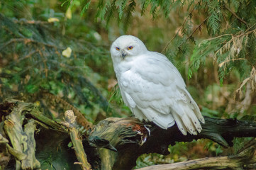 Snowy Owl ( Bubo scandiacus)