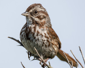 Song Sparrow (Melospiza melodia)