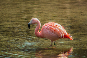 Flamingo in the Pond