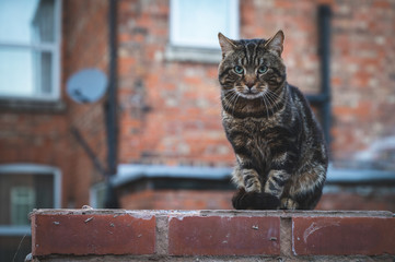 cat on a brick wall