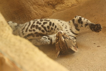 Obraz premium Ocelote