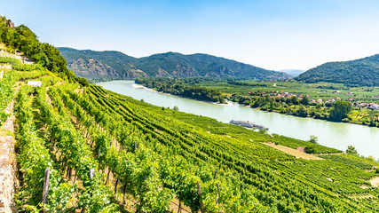 Fototapeta na wymiar Sunny day in Wachau Valley. Landscape of vineyards and Danube River, Austria