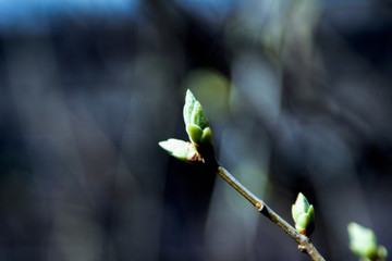 kidneys, screen, branch, april, spring
