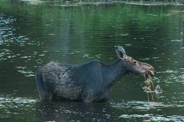 Fototapeta na wymiar Cow Moose in water eating lily pads Algonquin Park Ontario Canada