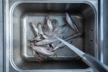 Freshly caught sea fish smelt lies in a stainless steel sink under running water. wash and carve fresh sea fish.