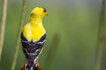 Male Goldfinch on Coneflower