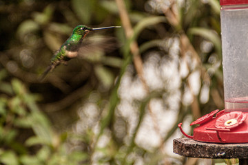 Bird drinking in a trough in a forest
