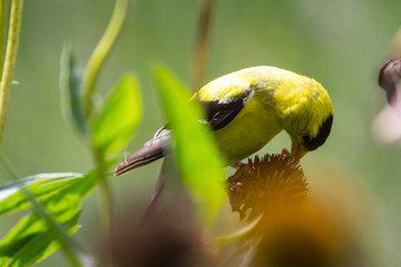 Male Goldfinch on Coneflower © Richard
