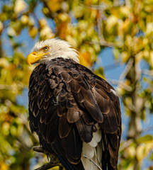 Bald Eagle (Haliaeetus leucocephalus)