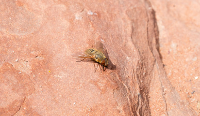 Genus Villa Bee Fly with Clear Wings and Huge Brown Eyes Perched on Red Rock in Eastern Colorado