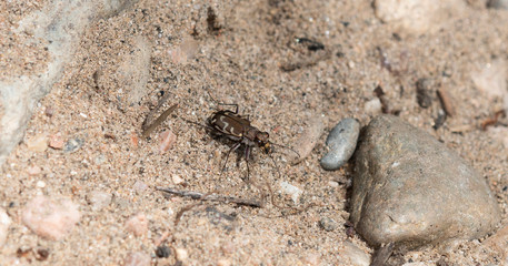 Bronzed Tiger Beetle (Cicindela repanda) Perched on Sandy Gravel Soil in Colorado