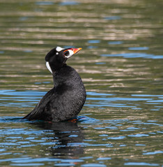 Surf Scoter (Melanitta perspicillata)