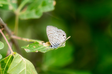 Marine Blue Butterfly (Leptotes marina) Perched on a Green Leaf in Eastern Colorado
