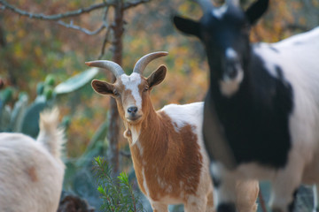 Cabras del Montseny