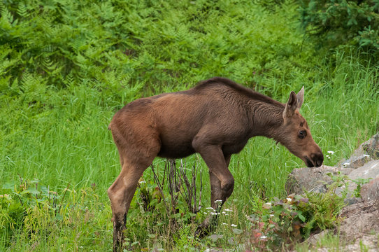 170 Best Moose Calf Images Stock Photos Vectors Adobe Stock