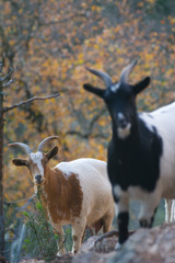 Cabras del Montseny