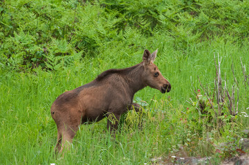 Moose calf in marsh Algonquin Park Ontario Canada