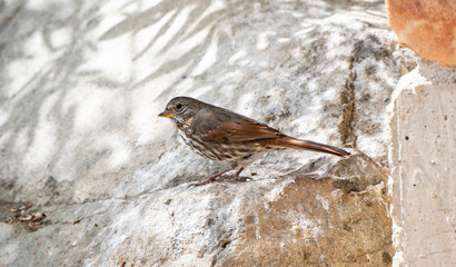 A Slate-colored Fox Sparrow (Passerella iliaca) Perched on Rocks in the Mountains of Northern Colorado