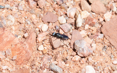 A Unique Looking Dryudella Wasp with Huge Blue Eyes and Long Black Antennae Perched on the Rocky Ground in Northern Colorado